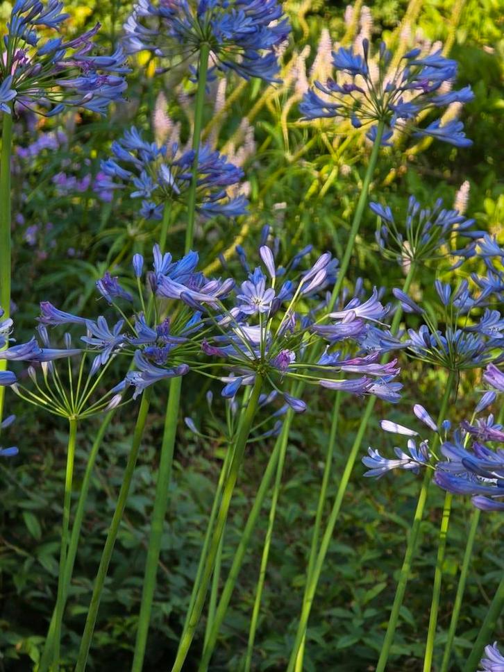 Agapanthus groote plant., Tuin en Terras, Planten | Tuinplanten, Overige soorten, Volle zon, Zomer, Ophalen