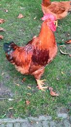 Haan te koop, Dieren en Toebehoren, Pluimvee, Mannelijk, Kip