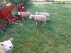 Texelaar rammen, Dieren en Toebehoren, Schapen, Geiten en Varkens, Mannelijk, Schaap