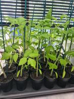 Tomaten plantjes Monymaker, Zomer, Ophalen, Groenteplanten, Eenjarig