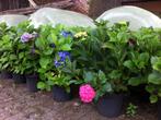 Hortensia diverse kleuren; o.a. Blauw, rose, wit en rood, Volle zon, Vaste plant, Zomer, Ophalen
