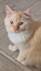 Dekkater Ragdoll, Dieren en Toebehoren, Kater, Ontwormd