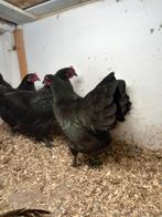 Australorp kriel, Dieren en Toebehoren, Pluimvee, Vrouwelijk, Kip
