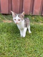Kittens (poezen) te koop, Poes, Kortharig, 0 tot 2 jaar