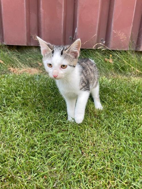 Kittens (poezen) te koop, Dieren en Toebehoren, Katten en Kittens | Overige Katten, Kortharig, Poes, 0 tot 2 jaar