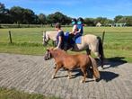 Lieve shetlander zoekt een gezellig huis, Dieren en Toebehoren, Pony's, Ruin, A pony (tot 1.17m), Gechipt, 3 tot 6 jaar