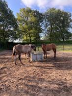 Stalling voor paard of pony, Dieren en Toebehoren, Weidegang