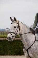 Recreatie/manege paard, embryo merrie, Dieren en Toebehoren, Paarden, B, 7 tot 10 jaar, 160 tot 165 cm, Recreatiepaard