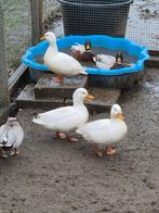 kwakers mannen te koop 8 stuks, Dieren en Toebehoren, Mannelijk, Eend