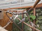 Diamantduifjes van '25, Dieren en Toebehoren, Meerdere dieren, Tropenvogel, Geringd