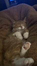 50% Maine Coon kittens , 17 weken oud, Dieren en Toebehoren, Katten en Kittens | Overige Katten, Meerdere dieren, Langharig, 0 tot 2 jaar