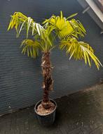 Trachycarpus Fortunei 230cm hoog, Ophalen, Volle zon, Palmboom