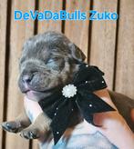 Prachtige old english bulldog pups, Bulldog, Meerdere, Meerdere dieren, Nederland