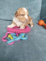 border collie x Nova scotia duck toller retrever, Overige rassen, CDV (hondenziekte), 8 tot 15 weken, Meerdere