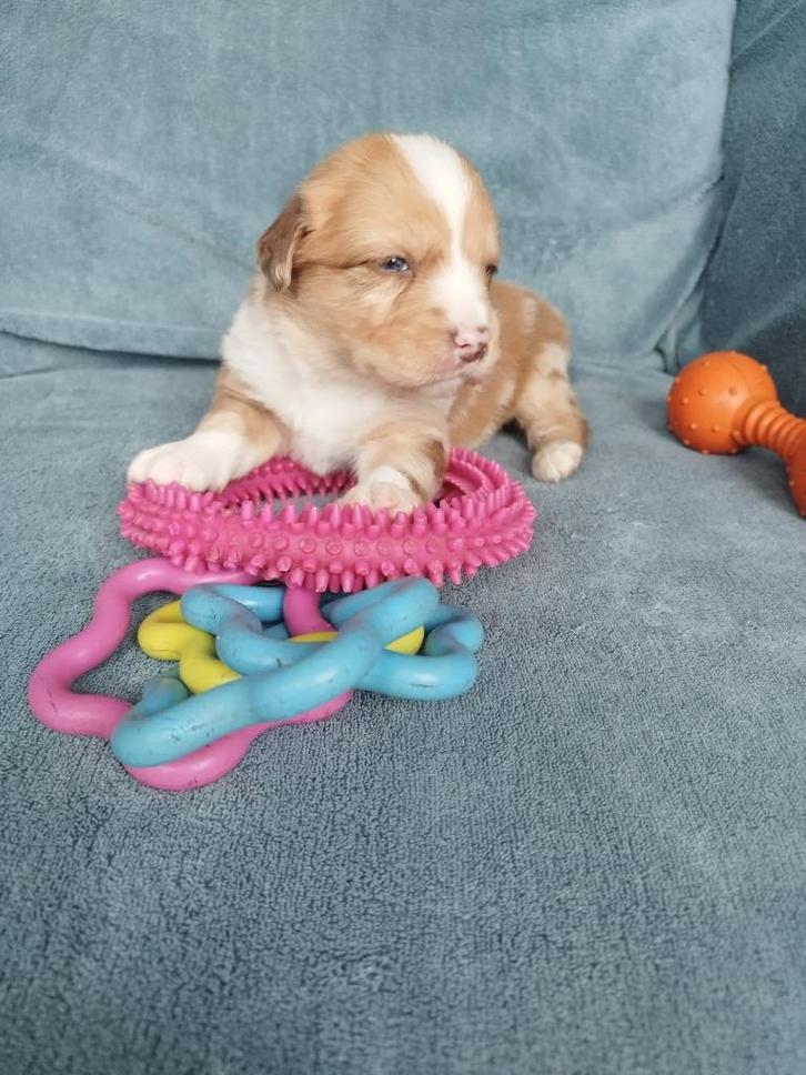 border collie x Nova scotia duck toller retrever, Dieren en Toebehoren, Honden | Herdershonden en Veedrijvers, Meerdere dieren