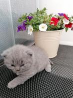 Britse korthaar (kater), Dieren en Toebehoren, Katten en Kittens | Raskatten | Korthaar, Gechipt, 0 tot 2 jaar, Kater