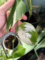 monstera deliciosa variegata, Ophalen of Verzenden, Halfschaduw, Minder dan 100 cm