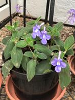 Streptocarpus plant in bloei, Ophalen, Halfschaduw, Minder dan 100 cm