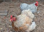 Cochin kriel paartje, Dieren en Toebehoren, Pluimvee, Meerdere dieren, Kip