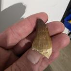 Prachtige, zeer unieke dinosaurus tand in display, Verzenden, Fossiel