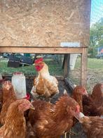 Jonge haan, Dieren en Toebehoren, Mannelijk, Kip