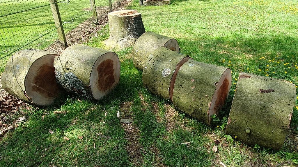 Beuken hakblok, kloofblok spijkerblok planten zuil nagelblok, Tuin en Terras, Haardhout, Stammen, Beukenhout, Minder dan 3 m³