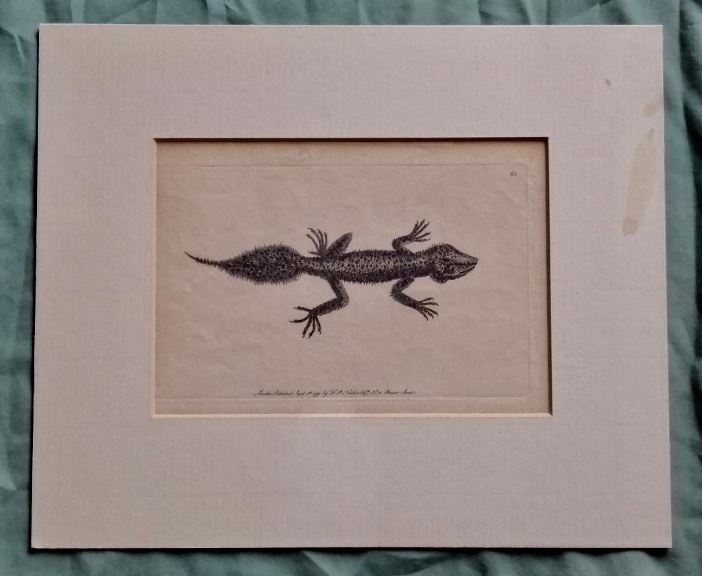 Kopergravure van 1791 Nodder breedstaart gekko of hagedis, Ophalen of Verzenden, Flora en Fauna, Gravure, 1800 - 1899