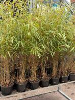 Bamboe fargesia rufa nieuw binnen hoog 1 m prijs 6,95 pst, Volle zon, Vaste plant, Bloeit niet, Ophalen