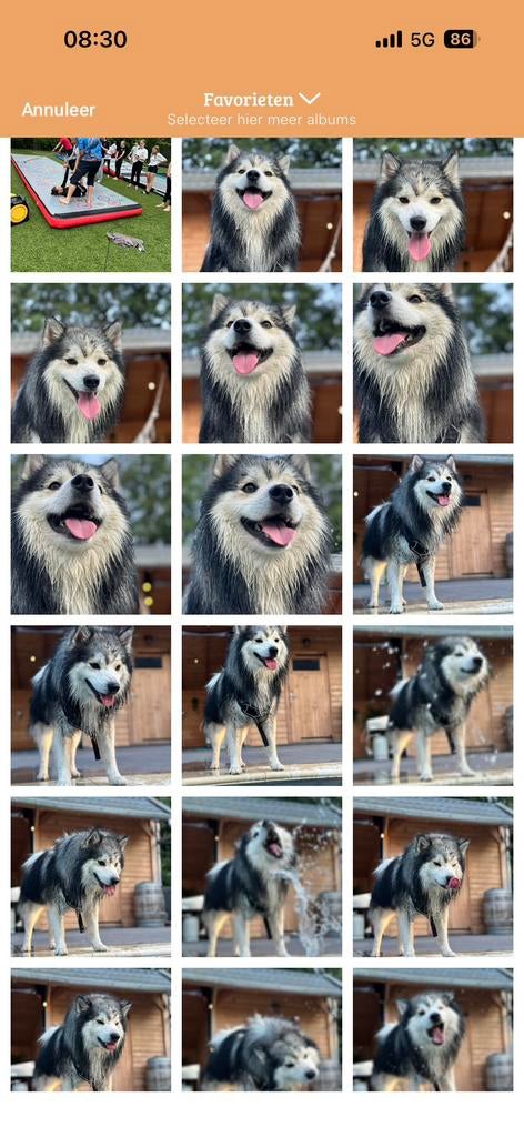 Wegens omstandigheden fijn huisje gezocht, Dieren en Toebehoren, Honden | Poolhonden, Keeshonden en Oertypen, Reu, Poolhond, Parvo