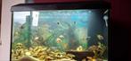 juwel aquarium 60x30x40, Ophalen, Zo goed als nieuw, Leeg aquarium