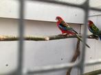 Rosella man, Dieren en Toebehoren, Vogels | Parkieten en Papegaaien, Mannelijk, Parkiet