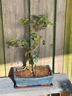 Prachtige liguster Bonsai, Overige soorten, Vaste plant, Ophalen of Verzenden, Bloeit niet