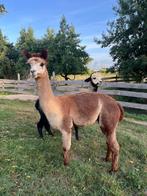 Bonte hengst 3 jaar, Augustus, Mannelijk