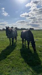 Stalhulp / verzorger aangeboden, Dieren en Toebehoren