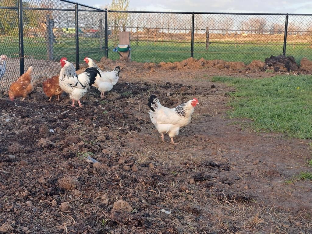 Sussex columbia groot, Dieren en Toebehoren, Meerdere dieren, Kip