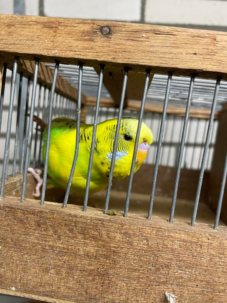 Bonte grasparkiet man 2025 (10€) (TT waardig), Dieren en Toebehoren, Vogels | Parkieten en Papegaaien, Mannelijk, Parkiet, Geringd