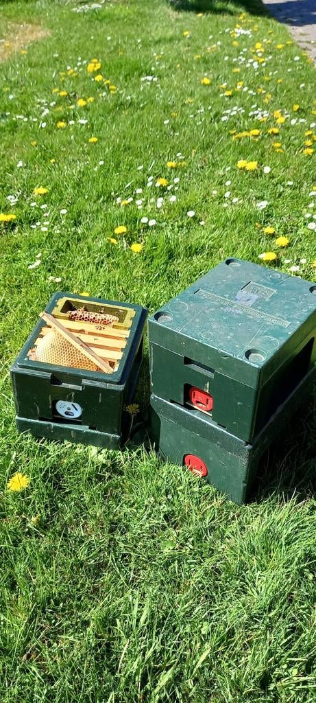 Segeberger bevruchtings kastje, Ophalen of Verzenden, Drinken en Voederen