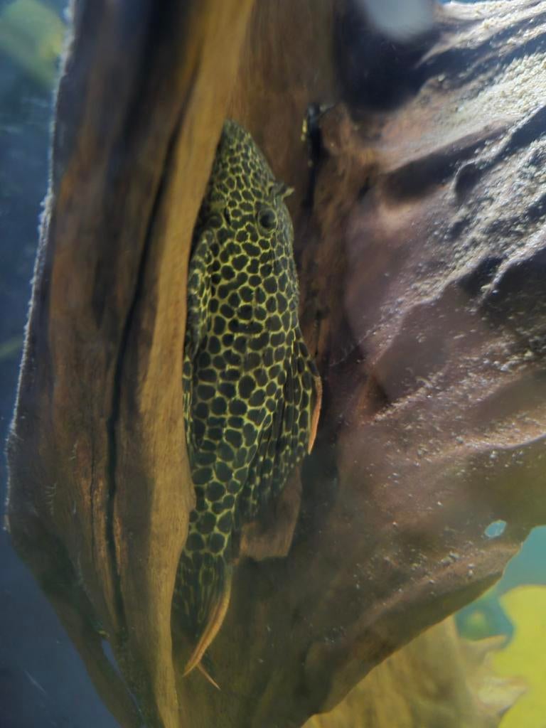 3 soorten L nummers, Dieren en Toebehoren, Vissen | Aquariumvissen, Vis