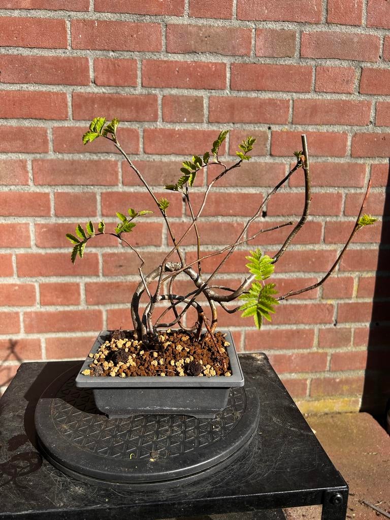 Bonsai in akadama, Vaste plant, Bloeit niet, Halfschaduw, Ophalen
