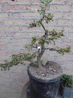 Bonsai: Juniperus squamata 'Meyeri', Ophalen, Bloeit niet, Halfschaduw, Overige soorten