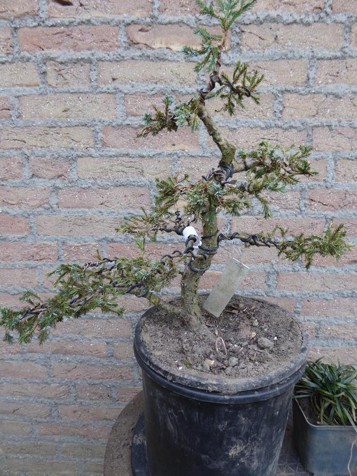 Bonsai: Juniperus squamata 'Meyeri', Tuin en Terras, Planten | Bomen, Overige soorten, Minder dan 100 cm, Halfschaduw, Bloeit niet