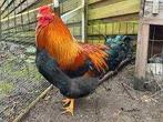 Gezocht mooie gezonde grote haan, Dieren en Toebehoren, Mannelijk, Kip
