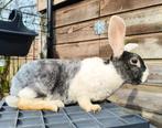 Rex konijn voedster, Dieren en Toebehoren, Konijnen, Vrouwelijk, Dwerg