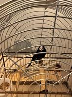 Twa twa sipa, Mannelijk