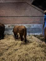 Te koop hereford koeien, Vrouwelijk