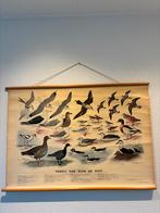 Originele schoolplaat Vogels van duin en kust Slijper, Ophalen of Verzenden, Natuur en Biologie