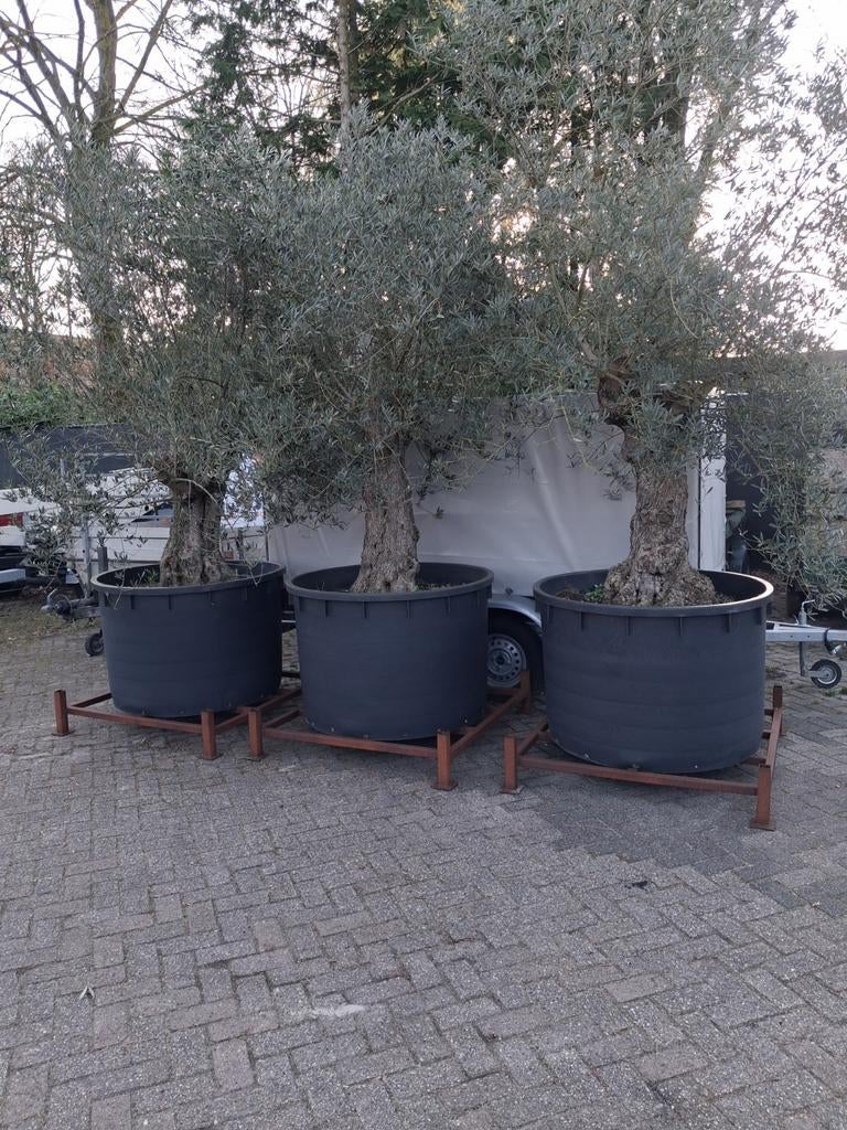 ‼️MOOIE OUDE OLIJFBOOM ‼️, Volle zon, Bloeit niet, Ophalen of Verzenden, 100 tot 250 cm