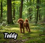 toy poedel/toypoedel/dwerg poedel/dwergpoedel dekreutjes, Fokker | Hobbymatig, Reu, 1 tot 2 jaar, Buitenland