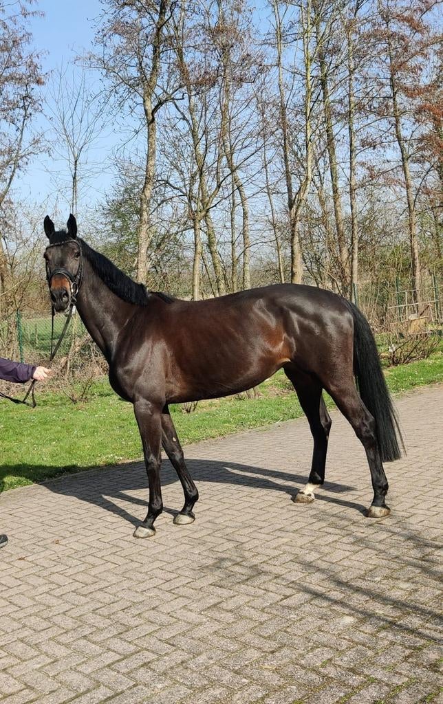 Project paard dressuur/fokmerrie zoekt nieuw huisje., Merrie, Met stamboom, Dressuurpaard, Zadelmak