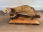 Steenmarter - opgezet dier, Verzamelen, Dierenverzamelingen, Ophalen of Verzenden, Zo goed als nieuw, Opgezet dier